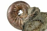 Iridescent, Pyritized Ammonite (Quenstedticeras) Fossil Display #353749-1